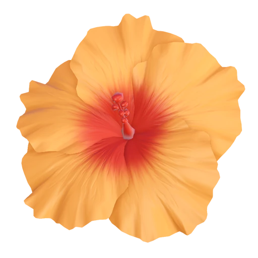 Hibiscus Flower
